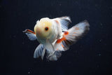 Juvenile Thai Oranda  Tricolor 4 Inch (ID#1018To13b-100) Free2Day SHIPPING