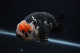 Milk Cow Ranchu  Calico 4.5 Inch (ID#0107R10c-95) Free2Day SHIPPING