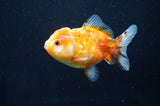 Yuan Bao Oranda  Calico 4 Inch (ID#411Yb10b-50) Free2Day SHIPPING