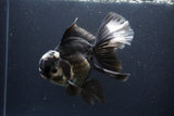 Thai Oranda  Panda 6 Inch (ID#1112To6b-116)