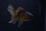 Juvenile Thai Oranda  Bronze 4 Inch (ID#1210To12c-88) Free2Day SHIPPING