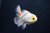 Juvenile Thai Oranda  Tricolor 4 Inch (ID#1018To13b-100) Free2Day SHIPPING