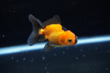 Baby Thai Oranda  Tricolor 2.5 Inch (ID#1224ToPTA-19) Free2Day SHIPPING