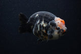 Milk Cow Ranchu  Calico 4.5 Inch (ID#0107R10c-95) Free2Day SHIPPING