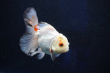 Juvenile Thai Oranda  Tricolor 4 Inch (ID#1018To13b-100) Free2Day SHIPPING