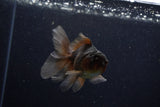 Juvenile Thai Oranda  Bronze 4 Inch (ID#1210To12c-88) Free2Day SHIPPING