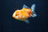 Yuan Bao Oranda  Calico 4 Inch (ID#411Yb10b-50) Free2Day SHIPPING