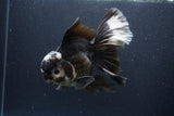 Thai Oranda  Panda 6 Inch (ID#1112To6b-116)