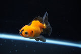 Baby Thai Oranda  Tricolor 2.5 Inch (ID#1224ToPTA-19) Free2Day SHIPPING