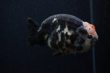 Milk Cow Ranchu  Calico 4.5 Inch (ID#0107R10c-95) Free2Day SHIPPING