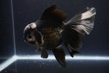 Thai Oranda  Panda 6 Inch (ID#1112To6b-116)