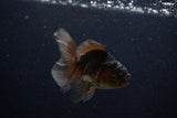 Juvenile Thai Oranda  Bronze 4 Inch (ID#1210To12c-88) Free2Day SHIPPING