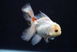 Juvenile Thai Oranda  Tricolor 4 Inch (ID#1018To13b-100) Free2Day SHIPPING