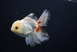 Juvenile Thai Oranda  Tricolor 4 Inch (ID#1018To13b-100) Free2Day SHIPPING