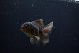 Juvenile Thai Oranda  Bronze 4 Inch (ID#1210To12c-88) Free2Day SHIPPING