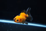 Baby Thai Oranda  Tricolor 2.5 Inch (ID#1224ToPTA-19) Free2Day SHIPPING