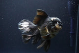 Thai Oranda  Panda 6 Inch (ID#1112To6b-116)