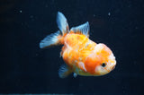 Yuan Bao Oranda  Calico 4 Inch (ID#411Yb10b-50) Free2Day SHIPPING