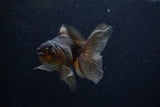 Juvenile Thai Oranda  Bronze 4 Inch (ID#1210To12c-88) Free2Day SHIPPING