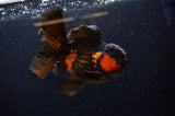 Thai Oranda  Red Black 5.5 Inch (ID#307To7b-117)