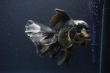 Thai Oranda  Panda 6 Inch (ID#1112To6b-116)