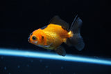 Baby Thai Oranda  Tricolor 2.5 Inch (ID#1224ToPTA-19) Free2Day SHIPPING