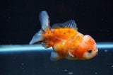 Yuan Bao Oranda  Calico 4 Inch (ID#411Yb10b-50) Free2Day SHIPPING