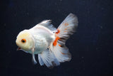 Juvenile Thai Oranda  Tricolor 4 Inch (ID#1018To13b-100) Free2Day SHIPPING