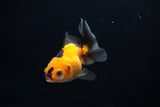 Baby Thai Oranda  Tricolor 2.5 Inch (ID#1224ToPTA-19) Free2Day SHIPPING