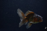 Juvenile Thai Oranda  Bronze 4 Inch (ID#1210To12c-88) Free2Day SHIPPING