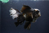 Thai Oranda  Panda 6 Inch (ID#1112To6b-116)