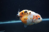 Milk Cow Ranchu  Calico 4 Inch (ID#0107R10c-96) Free2Day SHIPPING