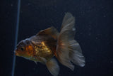 Juvenile Thai Oranda  Bronze 4 Inch (ID#1210To12c-88) Free2Day SHIPPING