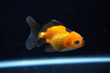 Baby Thai Oranda  Tricolor 2.5 Inch (ID#1224ToPTA-19) Free2Day SHIPPING