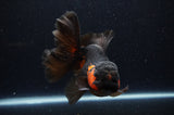 Thai Oranda  Red Black 5.5 Inch (ID#307To7b-117)