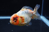 Yuan Bao Oranda  Calico 4 Inch (ID#411Yb10b-51) Free2Day SHIPPING