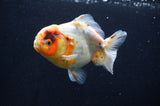 Yuan Bao Oranda  Calico 4 Inch (ID#411Yb10b-51) Free2Day SHIPPING