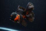 Thai Oranda  Red Black 5.5 Inch (ID#307To7b-117)