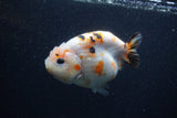 Milk Cow Ranchu  Calico 4 Inch (ID#0107R10c-96) Free2Day SHIPPING