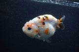 Milk Cow Ranchu  Calico 4 Inch (ID#0107R10c-96) Free2Day SHIPPING