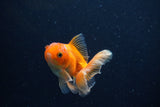 Juvenile Thai Oranda  Red 3.5 Inch (ID#1210To12c-89) Free2Day SHIPPING