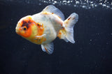 Yuan Bao Oranda  Calico 4 Inch (ID#411Yb10b-51) Free2Day SHIPPING
