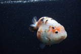 Milk Cow Ranchu  Calico 4 Inch (ID#0107R10c-96) Free2Day SHIPPING