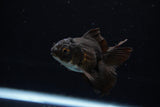 Baby Thai Oranda  Panda 3 Inch (ID#1224ToPTA-20) Free2Day SHIPPING