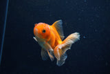 Juvenile Thai Oranda  Red 3.5 Inch (ID#1210To12c-89) Free2Day SHIPPING