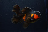 Thai Oranda  Red Black 5.5 Inch (ID#307To7b-117)