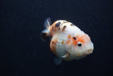 Milk Cow Ranchu  Calico 4 Inch (ID#0107R10c-96) Free2Day SHIPPING