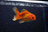 Juvenile Thai Oranda  Red 3.5 Inch (ID#1210To12c-89) Free2Day SHIPPING