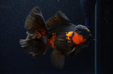 Thai Oranda  Red Black 5.5 Inch (ID#307To7b-117)