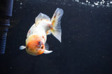 Yuan Bao Oranda  Calico 4 Inch (ID#411Yb10b-51) Free2Day SHIPPING